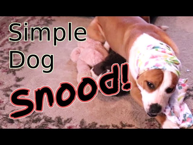 Diy Simple Dog Snood - Youtube