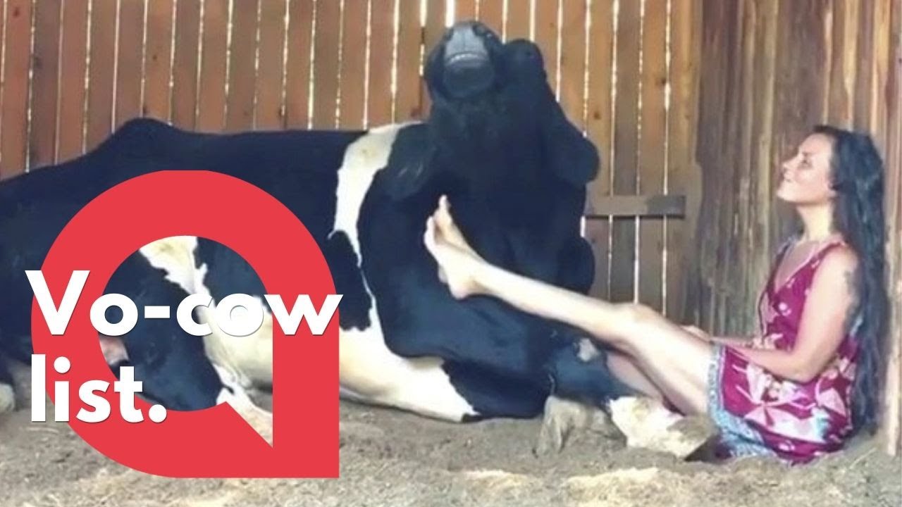 Woman and a cow perform a heart-warming duet - YouTube