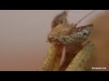 Acanthops sp. mantis L3
