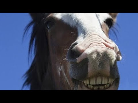 The National Western Stock Show: A Film For The STEAD School