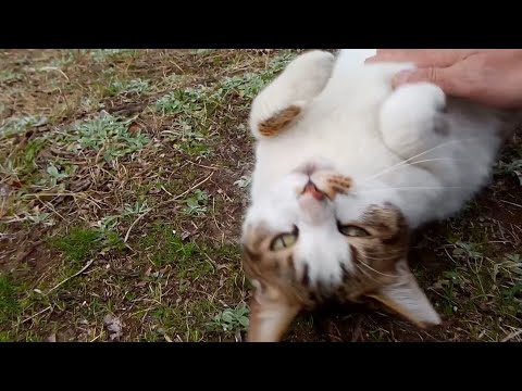 公園の猫ちゃん、近くに行くと猫ハウスから出てきてゴロンゴロン喜ぶ