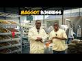 Maggot Farming in Ghana: The Business Reducing Poultry Feed Costs