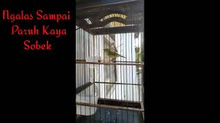 Pleci ngalas sampai paruh kaya sobek.. Clak clak