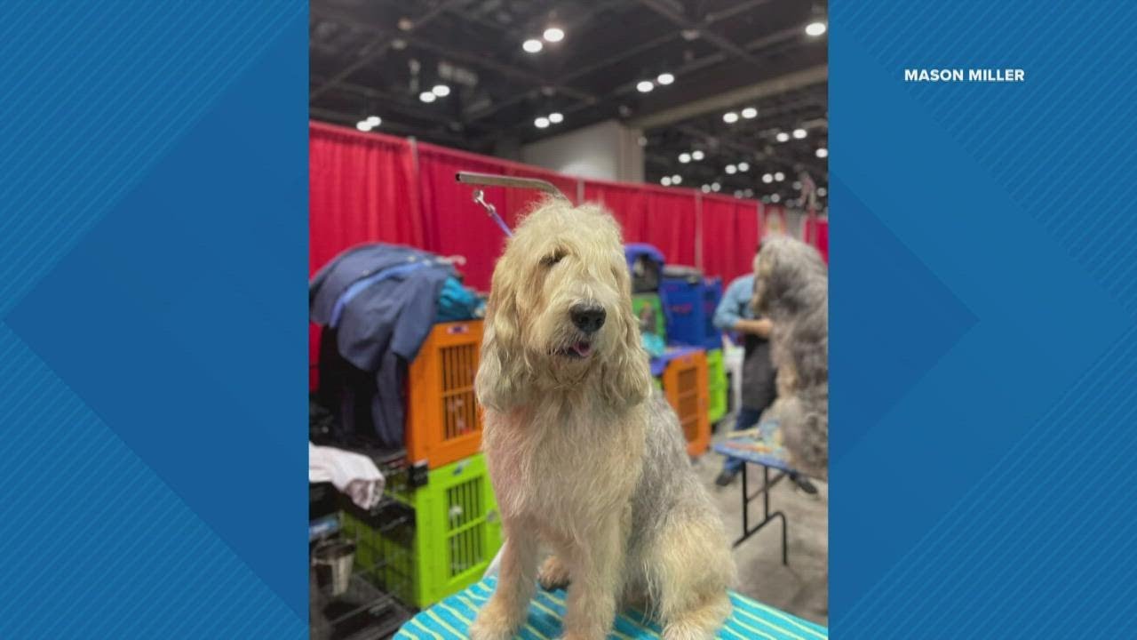 Search underway for rare missing dog in St. Louis area