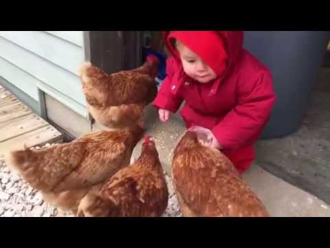 sayvareli bavshvebi / Babies Love Chicken