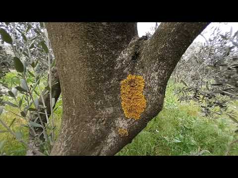 Video: Ağaç likeni nedir?