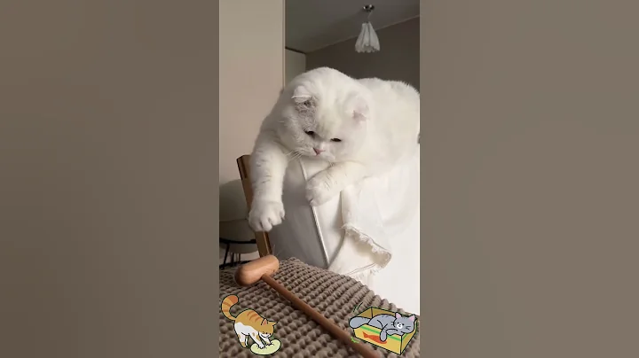 Watch the video about Tiny Meows & Soft Paws