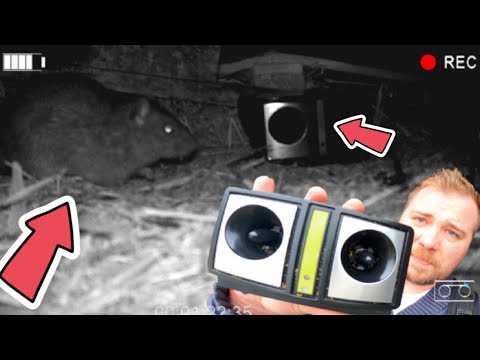 Ultrasons contre les rats : mon test filmé en bâtiment agricole