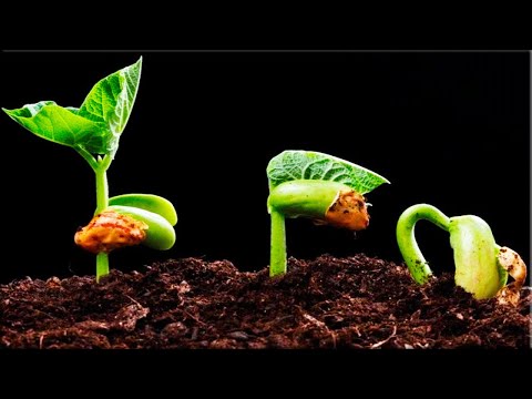 Прорастание семян: ускоренная съемка-Seed germination