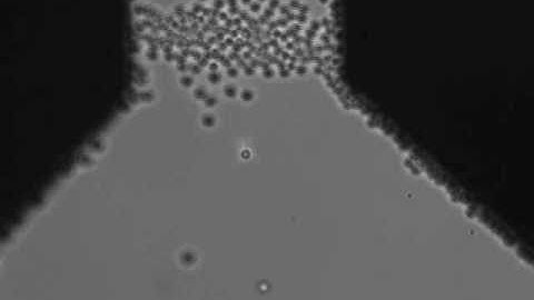 Electrokinetics ~ dielectrophoresis