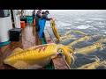 Operação Gigante no Mar – 31.574 Toneladas de Pesca em 24 Horas na América do Sul