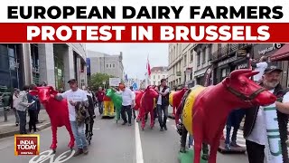 Belgium EU Milk Protest: European Dairy Farmers Wheel Plaster Cows Through Brussels