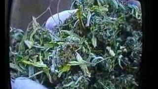 BBC news on weed