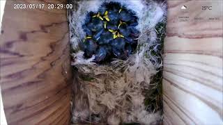 17 May PM 2023 livestream - 11 chicks - hatching started on 8th May 2023.
12 eggs started hatching on Monday 8th May 2023, one egg did not hatch. This is a livestream from the wifi box featured on the channel earlier this year. As such it might be a little unstable and this is all a bit of an experiment. The livestream will not run through the night.
Please bear with us while we explore this new bit of technology.
The side view box, used in previous years, is all set up for smoother live-streaming but unfortunately none of the birds visiting the garden have decided to nest in it this year.
Theres a friendly little helper called Nightbot who can answer frequently asked questions in the chat. Simply type in one of the phrases below to have your question answered.
!camera !eggs !fluffy !gender !location !nestbox !species !weather
Be warned - Nightbot does have a dark side and can also place you in timeout from the chat if you use lots of capital letters (please dont shout), if you keep repeating yourself or if youre a potty mouth.
Please subscribe to the channel and hit the like button so you can find us more easily. Please feel free to share with others who might be interested in whats going on in the nest box.
Things used to make this stream:
Camera box system - Gadernature solar powered battery wifi bird box camera system - https://gardenature.co.uk/?sca_ref=3002931.ZFPXTSfC9y
Streaming software - OBS
FREE to download at https://obsproject.com/download
Editing software - Davinci Resolve 18
FREE to download at https://www.blackmagicdesign.com/products/davinciresolve/
Streaming hardware - Apple iMac 21.5 2017 3.4GHz
- Apple iPad Pro 11 3rd Gen
- Blackmagic Atem mini 17 May PM 2023 livestream - 11 chicks - hatching started on 8th May 2023.