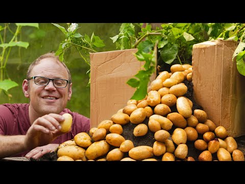 Video: Zemiaky produkovali listy, ale bez úrody – dôvody nízkych výnosov zemiakov