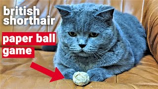British shorthair - Paper ball game by The Famous Tom 91 views 3 years ago 1 minute, 57 seconds