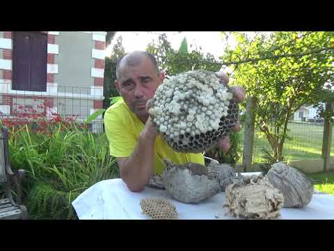 Vidéo: Pourquoi les nids de guêpes sont hexagonaux ?