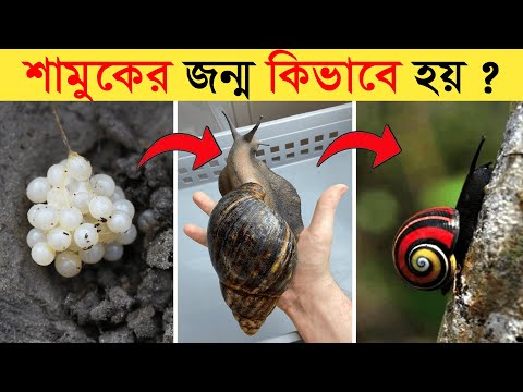 ভিডিও: শামুক মানে কি?