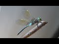 Libelula imparat - Emperor dragonfly