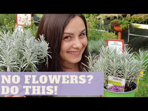 Video: Kedy kvitne amaryllis?