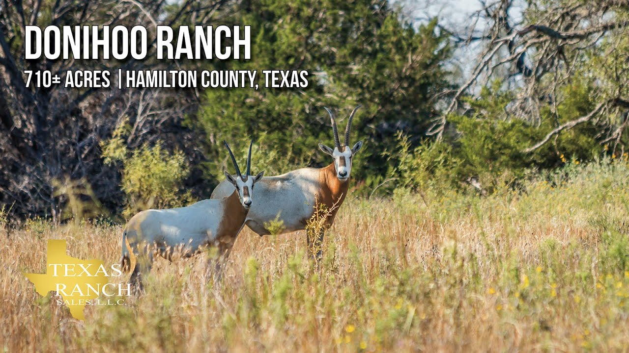 Donihoo Ranch 710± acres for sale in Hamilton County, Texas YouTube