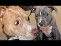 My puppies first day home cute vlog