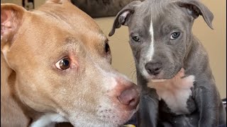 My Puppies First Day Home (cute vlog)