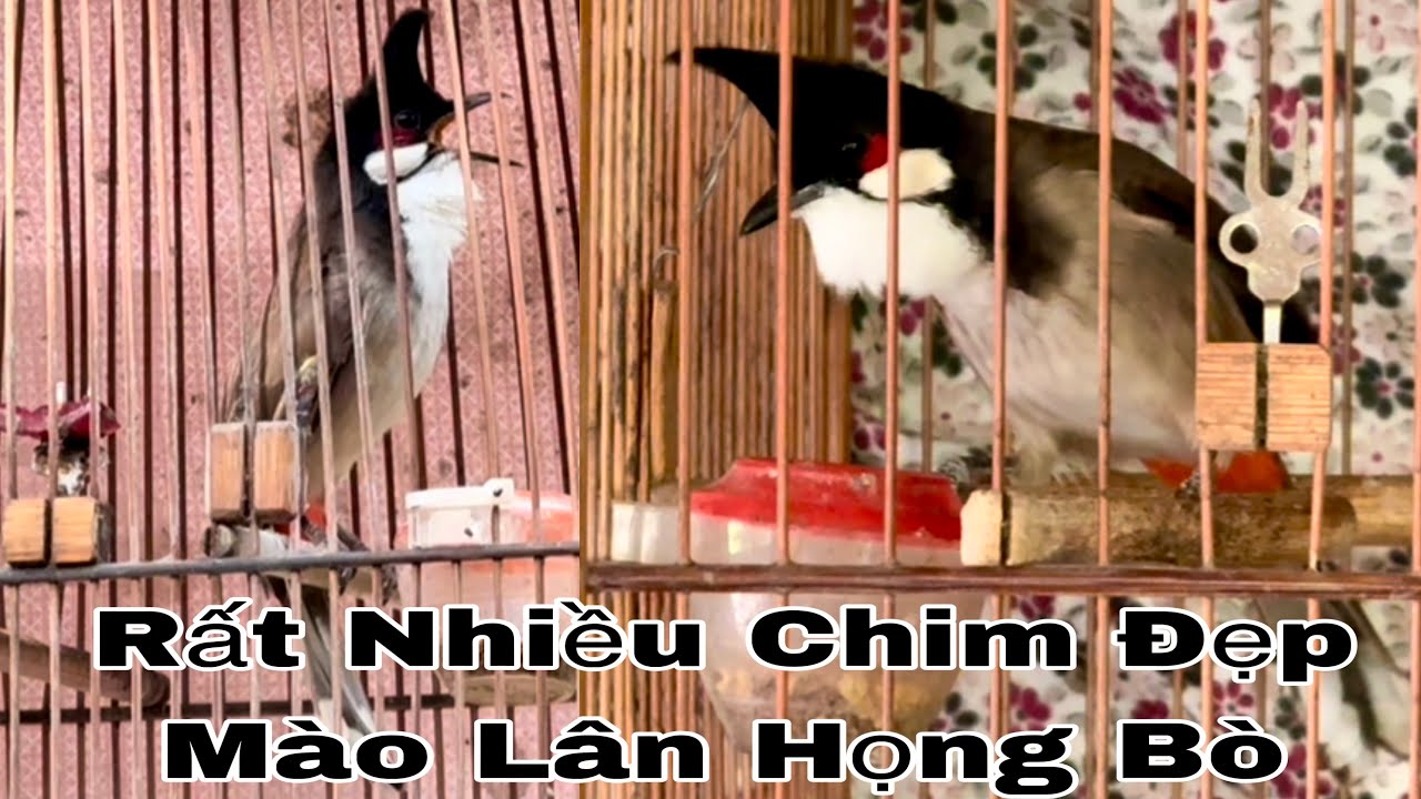 Rất Nhiều Chim Víp Mộc Dở Chim Mồi Mào Lân Họng Bò Rất Đẹp 16/9/25 | Khải Chim Hoà Bình