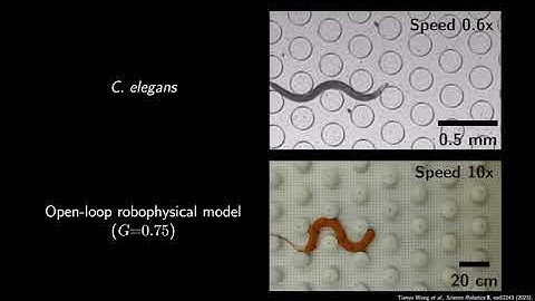 Mechanical Intelligence -- Supplementary Movie S4