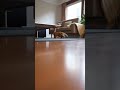 Tiger Cub Learns Something New Today! #entertainment #viral #tiger #animals #cat