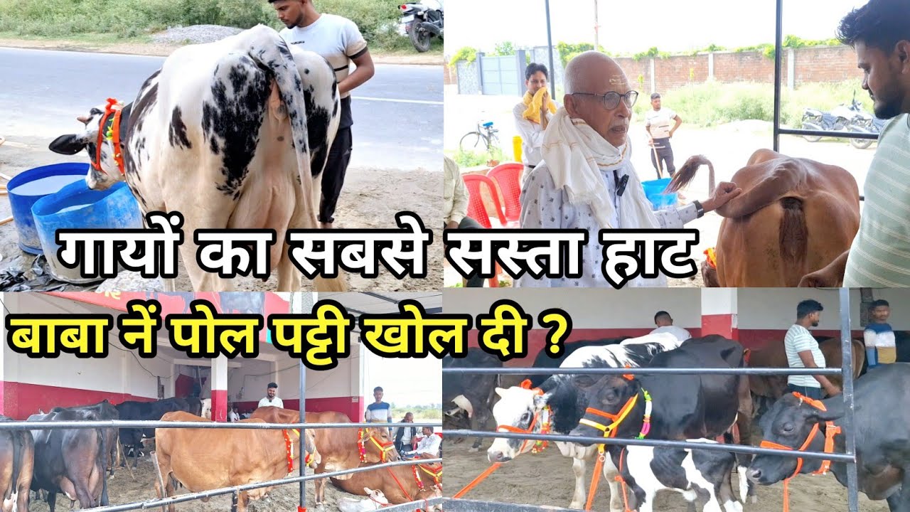 गाय खरीदने से पहले उन्नाव वाले बाबा की बातें जरूर सुनें || govind rajput dairy farm kanpur #cow