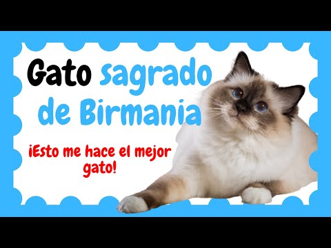 Video: 5 Datos Curiosos Sobre El Gato Birmano