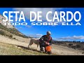 🍄 Cómo BUSCAR SETAS DE CARDO - (Todo sobre ella) 💖