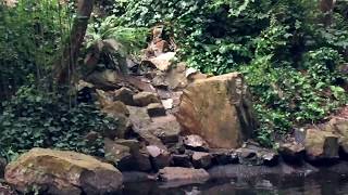 Stern Grove  Waterfall by Canis Amator 90 views 5 years ago 36 seconds