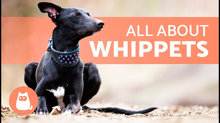 WHIPPET Dog Breed 🐶 | Characteristics, Care and Health 🐾