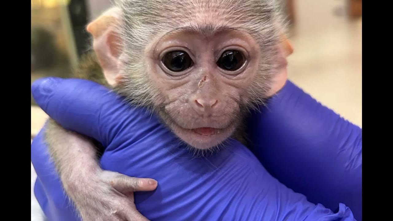 Kevin the monkeys