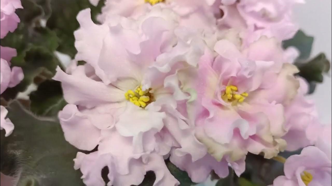 НД-Солнечный Декабрь. Красивенной формы цветы с ярко-желтой пропиткой в ...