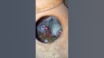 java sparrow 🕊️ breeding season progress #youtube #subscribe #youtubeshorts #viral #java