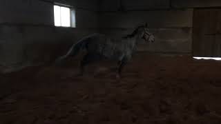 Silver Mandolina