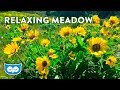 Relaxing Spring Meadow Ambience - 2 Hours Ambient Nature Sounds for Calming & Focus