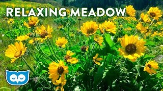 Relaxing Spring Meadow Ambience - 2 Hours Ambient Nature Sounds for Calming & Focus