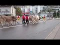 Коровы в Швейцарии / Die Kühe in der Schweiz