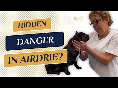 Hidden Danger in Airdrie for your Pet Thrive Vet Care, Airdrie Vet Clinic
