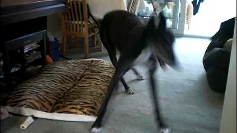greyhounds having fun
