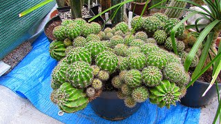 How To Remove Cactus Pups ( Offsets ) & Planting up - Echinopsis