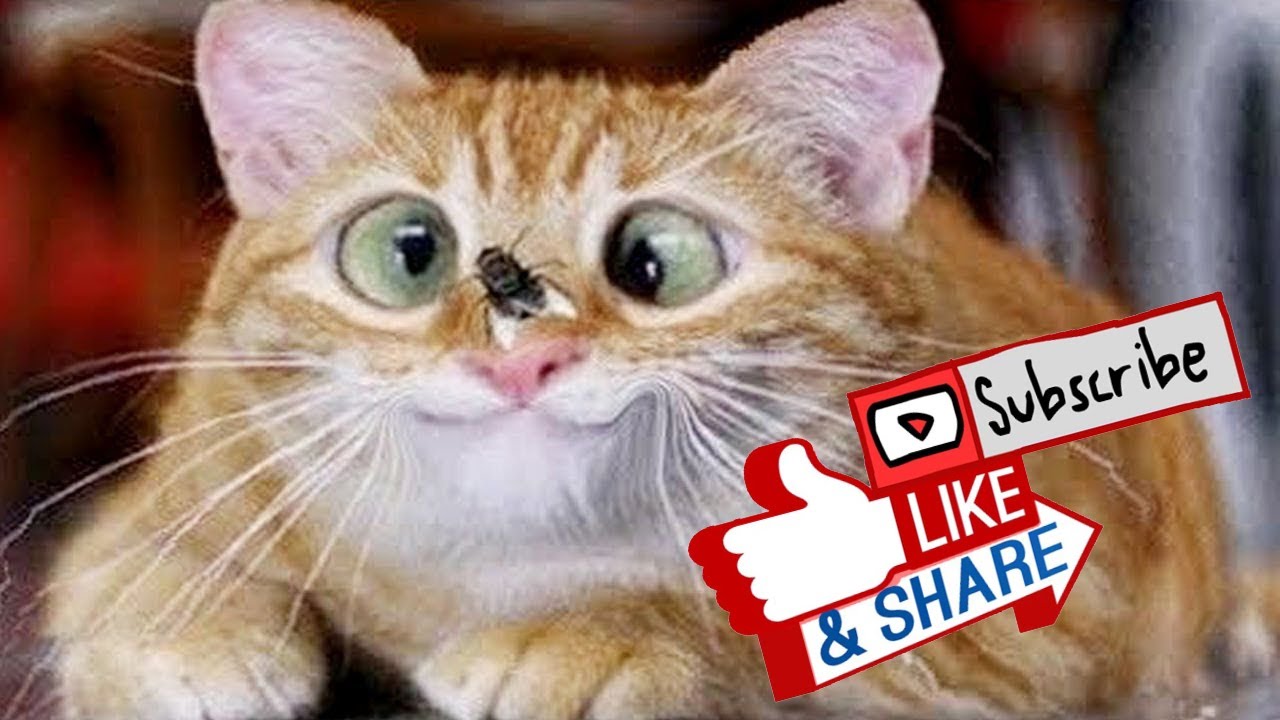 Its Time For Super Laugh Funny Cats Youtube