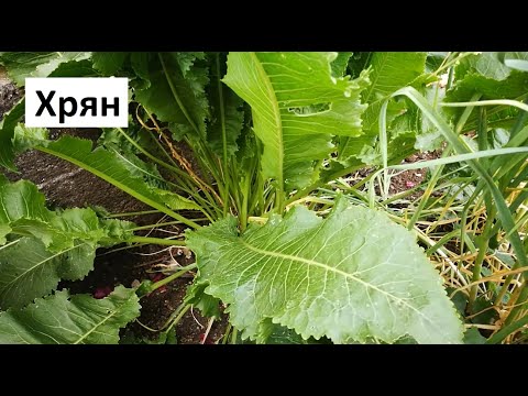 Видео: Научете как да отглеждате растения от хрян