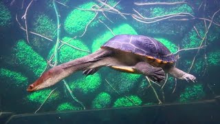 snake neck turtle. Very long neck !