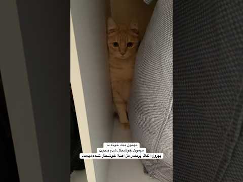 قایم شده گربه عشق زن روز       گربه بامزه