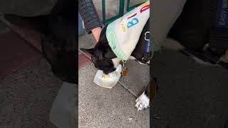 Boston Terrier puppy’s 1st of many puppuccinos on his 1st birthday